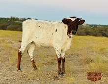 4C COVER GIRL HEIFER X HEAT SEEKER